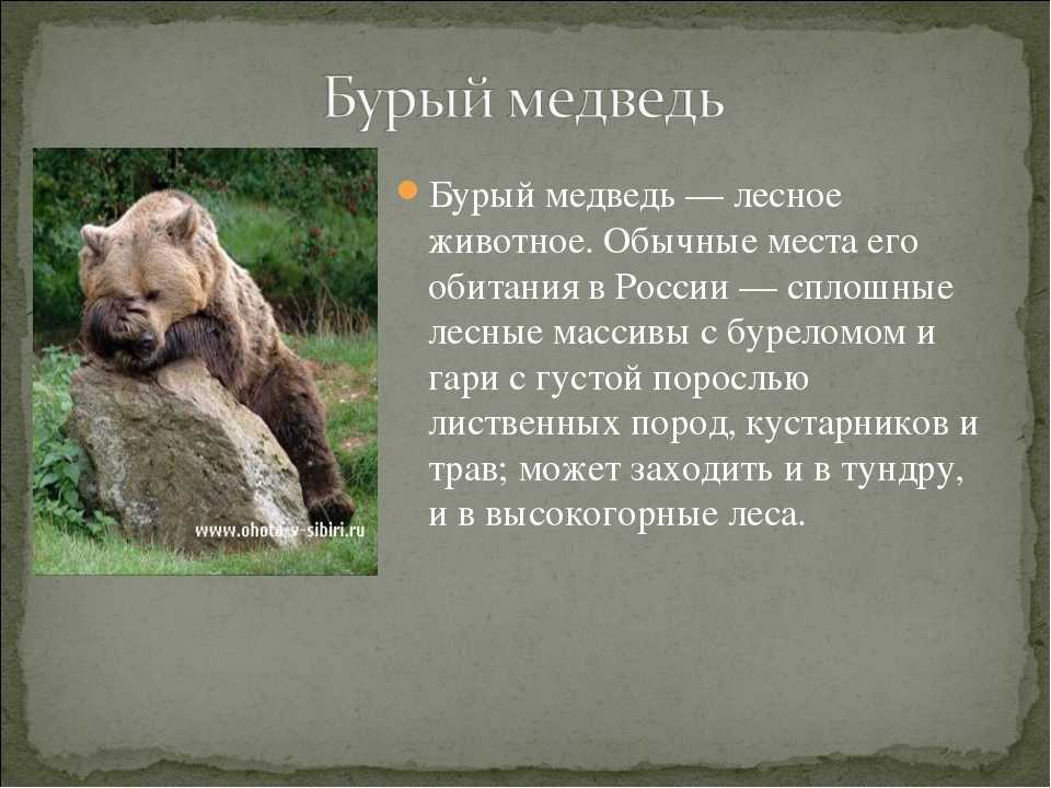 План сочинения камчатский бурый медведь 5 класс