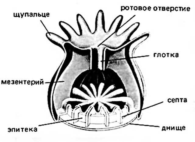 Камень коралл