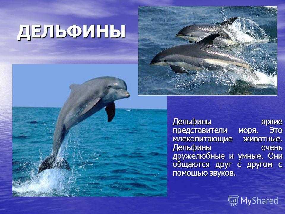 Дельфин: внешний вид, фото, особенности, интересные факты, среда обитания