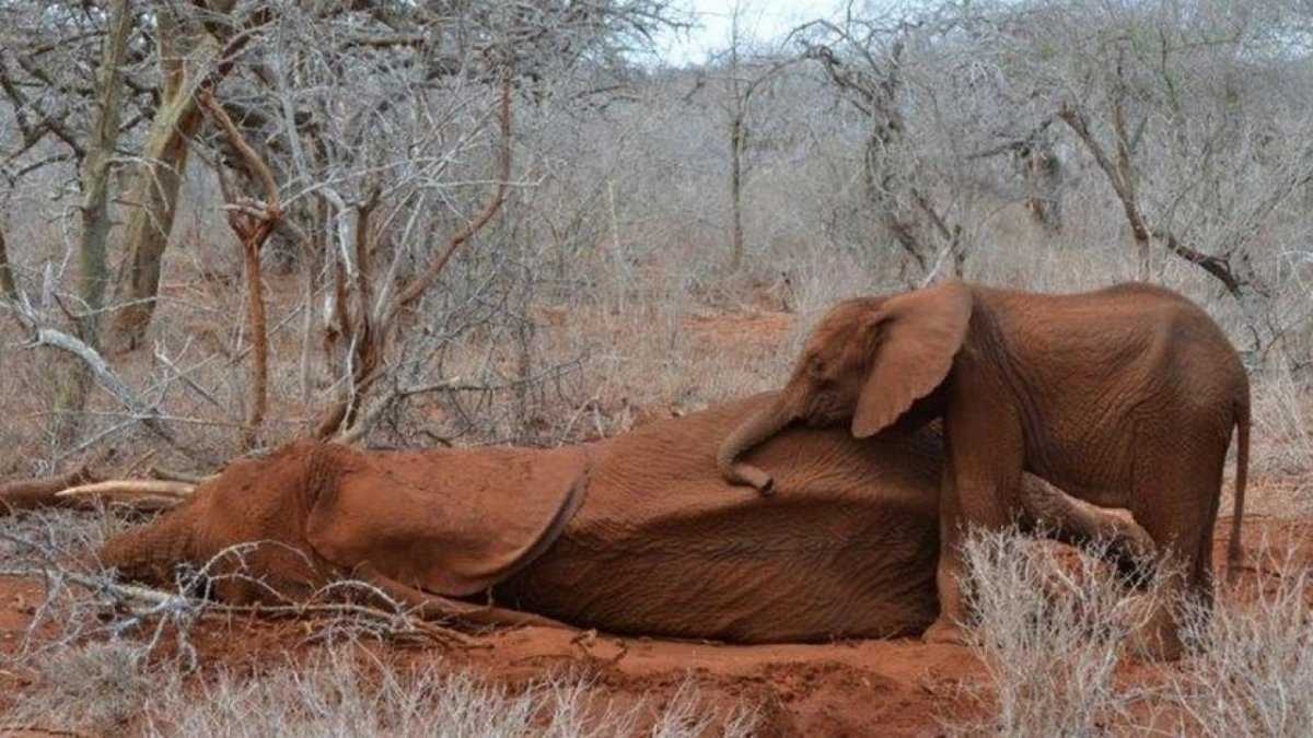 Сахарский орикс (oryx dammah). ориксы — умелые фехтовальщики отрывок, характеризующий орикс