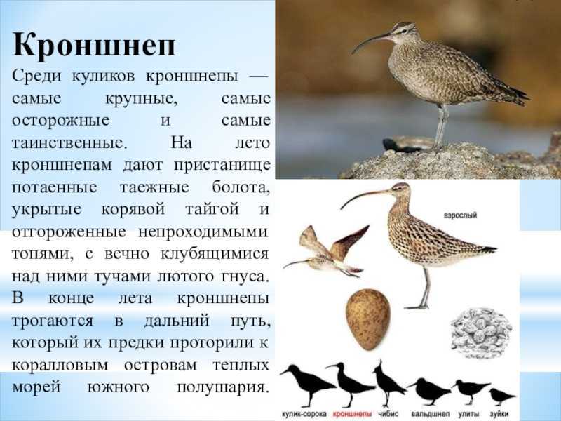 Дальневосточный кроншнеп Numenius madagascariensis — самый крупный кулик в фауне России с размахом крыльев до 1 метра и длинными ногами Спинная сторона темно-бурая, брюшная — более светлая Гнездится на Камчатке, в Приамурье, в Приморском крае