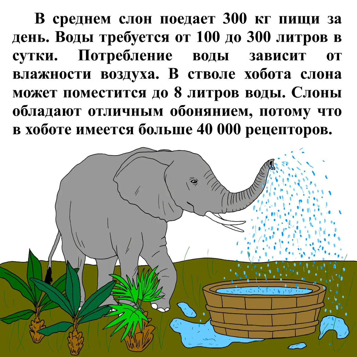 Слон животное. описание, особенности, виды, образ жизни и среда обитания слона