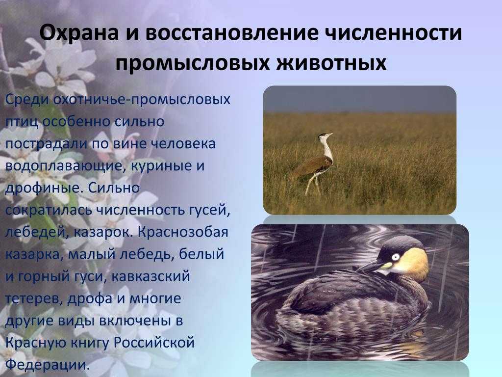 Пискулька