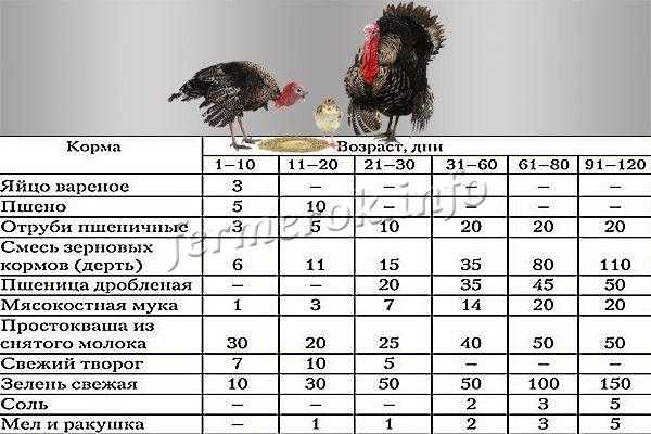 Сколько живут индюки в домашних условиях