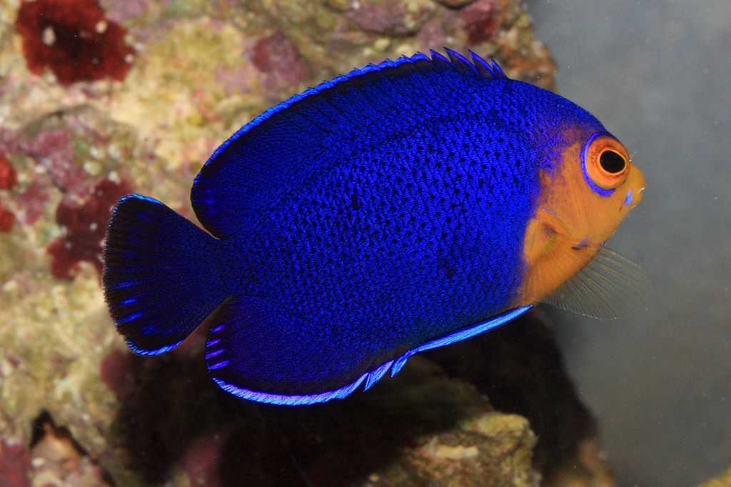 Морской ангел или европейская скватина (лат. squatina squatina)