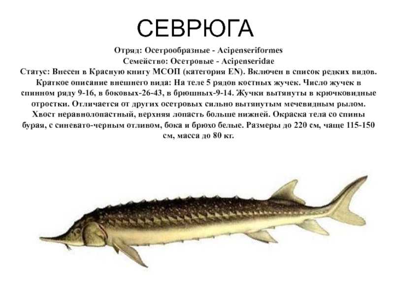 Стерлядь: виды, описание, размножение, места обитания ,фото, видео