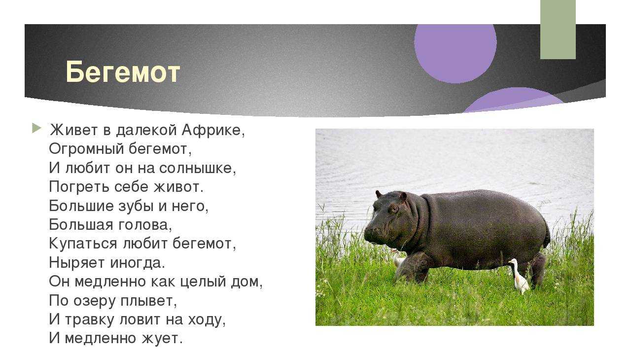 Всё о бегемотах