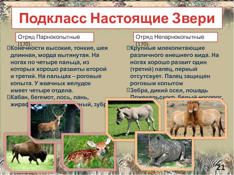 Отряд парнокопытные — одни из самых крупных животных среди наземных млекопитающих