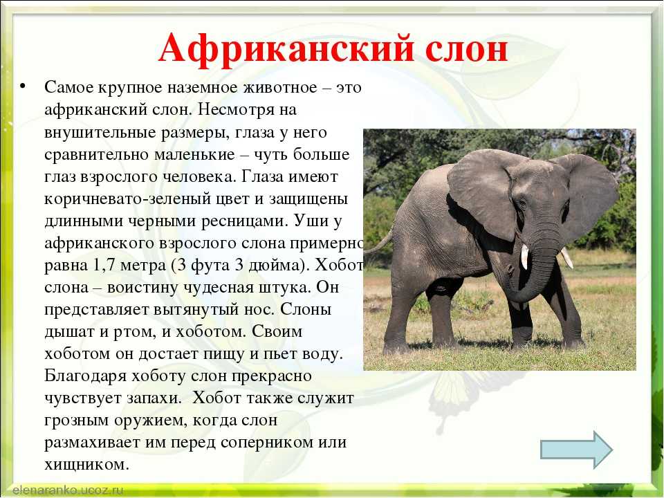 Слоны (лат. elephantidae)