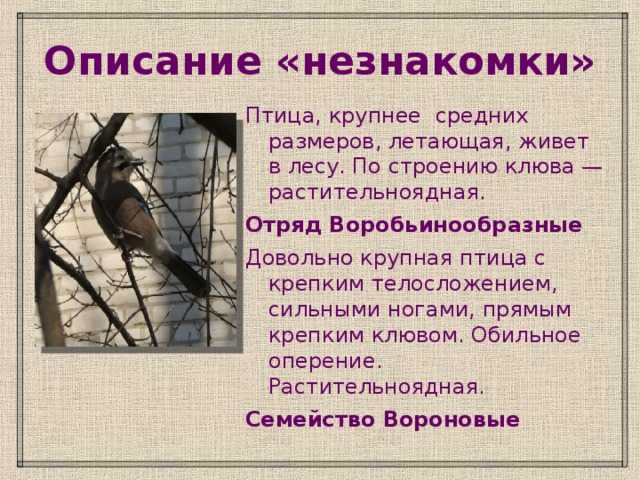 Открытие крупного монобарамина  воробьев-вьюрков внутри отряда воробьинообразные