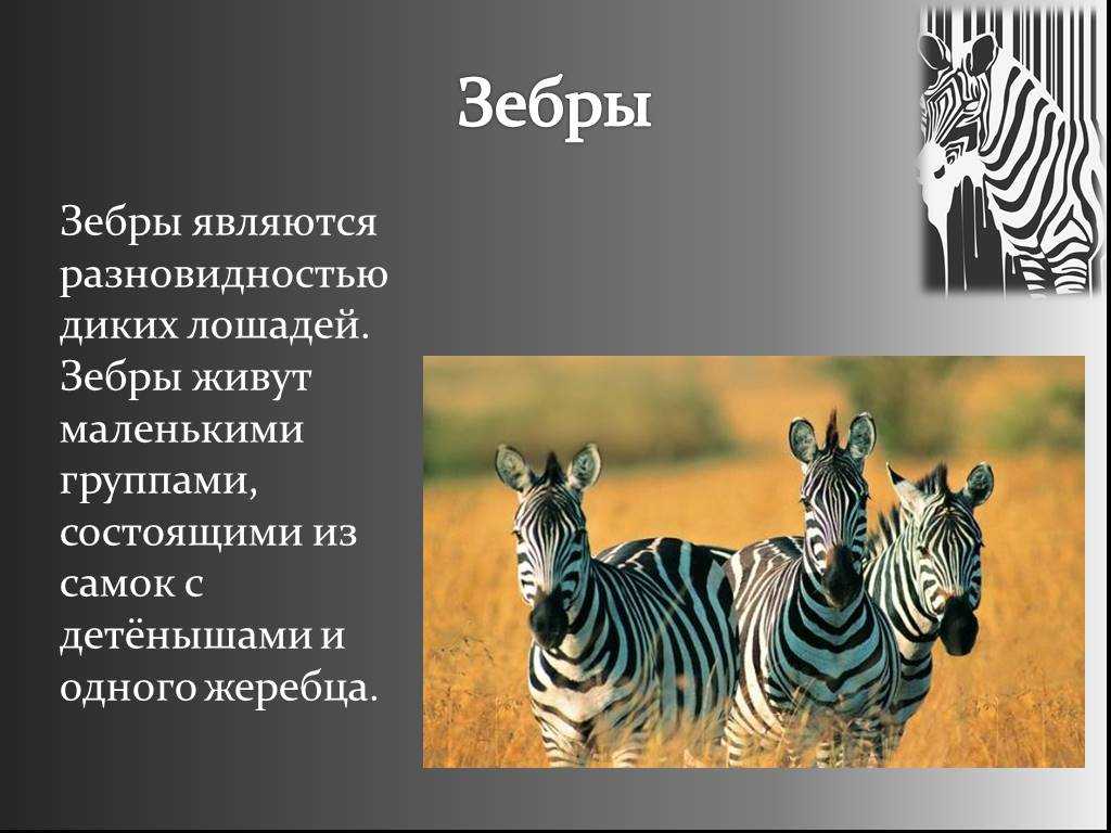 Зебра — места обитания, внешний вид, рацион и поведение, цикл жизни + 94 фото