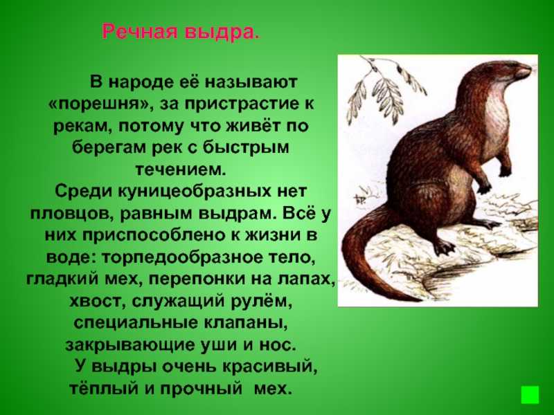 Выдра речная (фото): прекрасный пловец семейства куньих - kot-pes