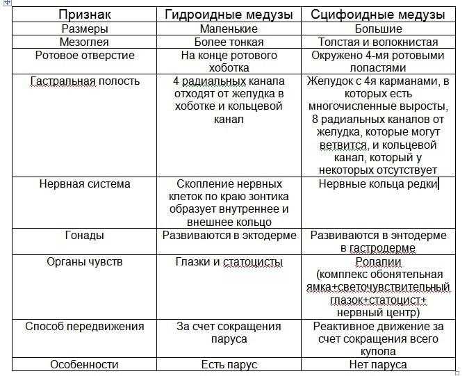 Сцифоидные медузы - общая характеристика, особенности строения и жизненный цикл