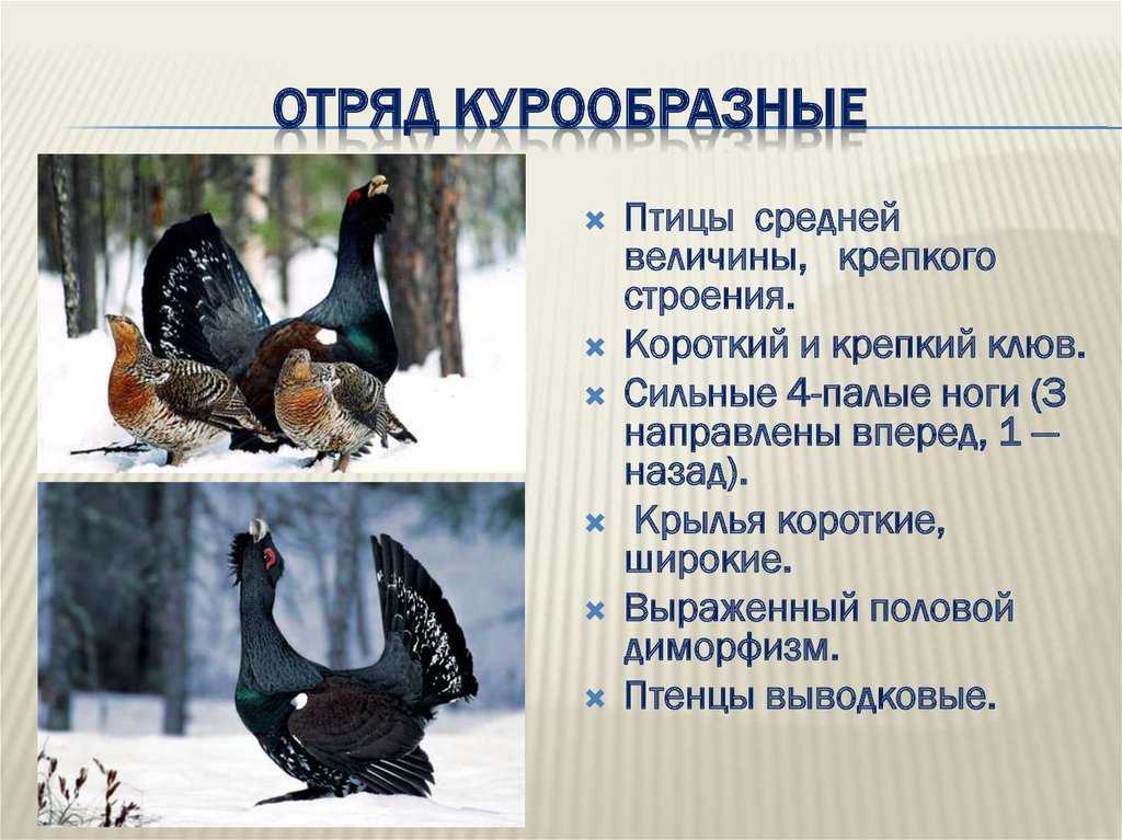 Отряды ⭐ птиц: таблица, признаки, краткая классификация отрядов птиц