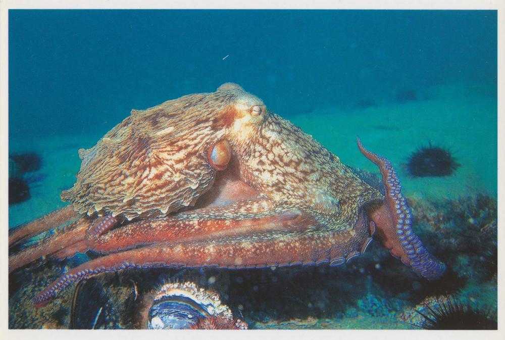 Морские звезды