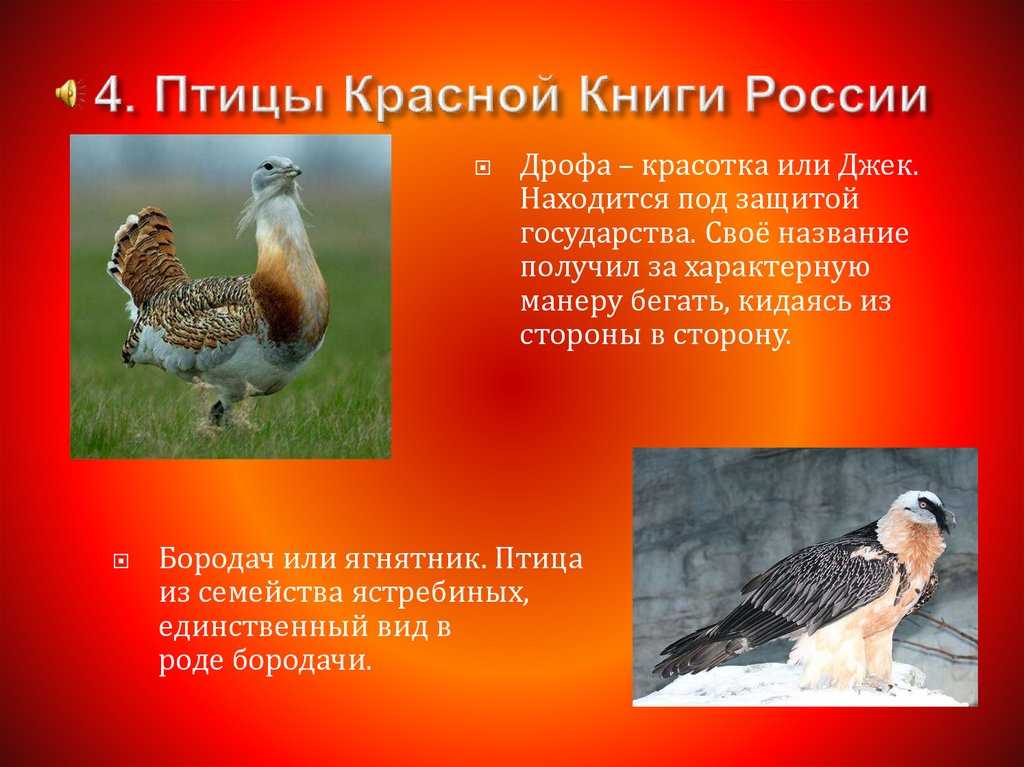 Птицы красной книги