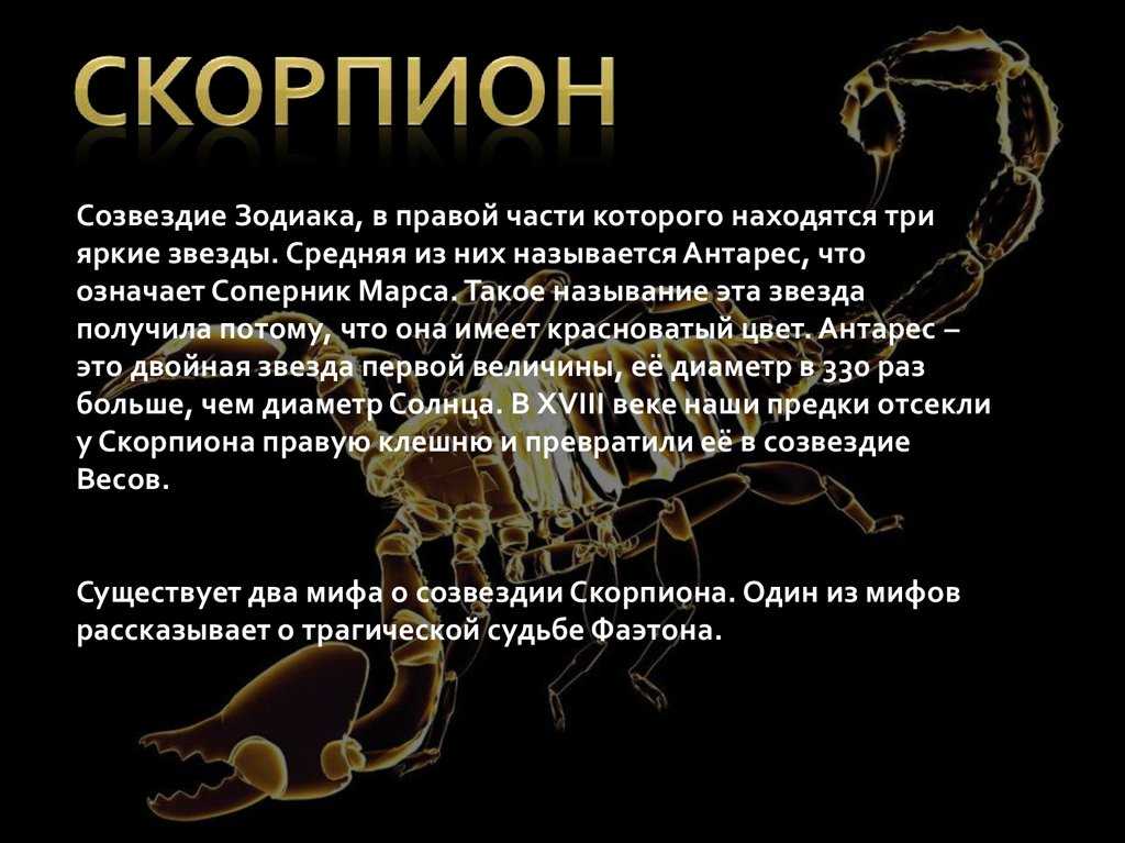 Скорпион черный азиатский (heterometrus petersi)
