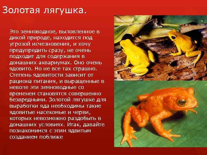 Кавказская жаба, или колхидская жаба bufo verrucosissimus