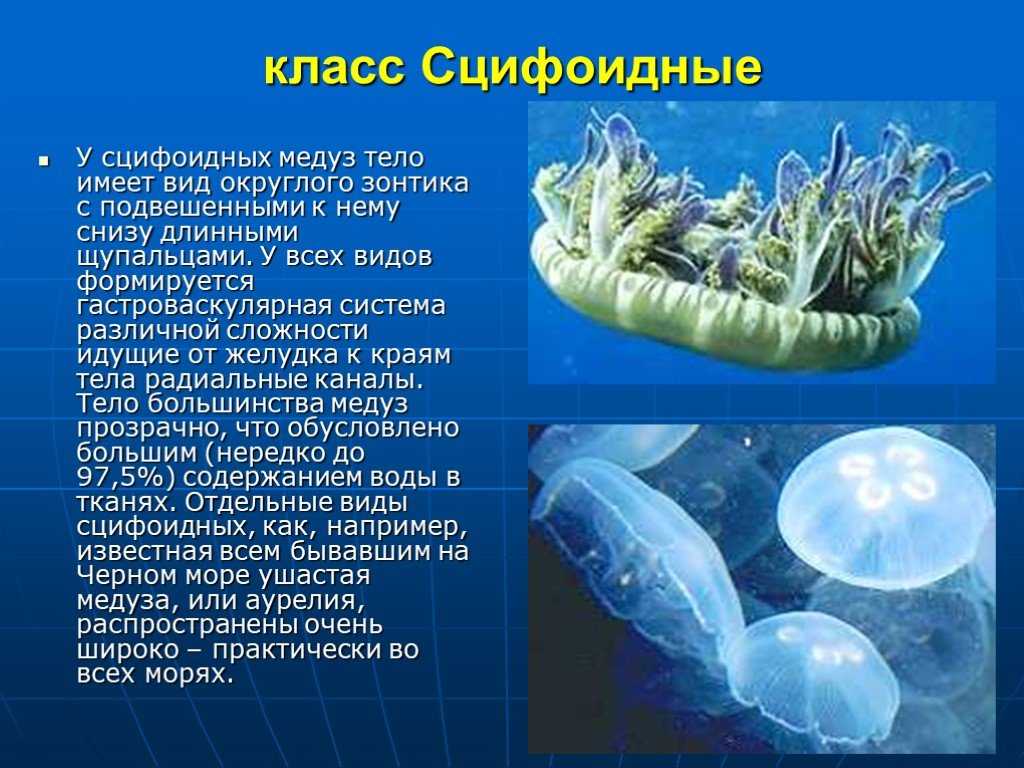 Кишечнополостные животные на сайте игоря гаршина. двуслойные радиально-симметричные