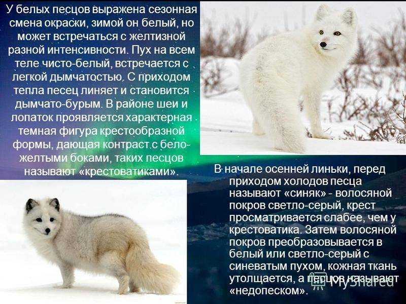 Текст песца. Животные тундры песец рассказ. Песец описание. Песец доклад. Песец презентация.