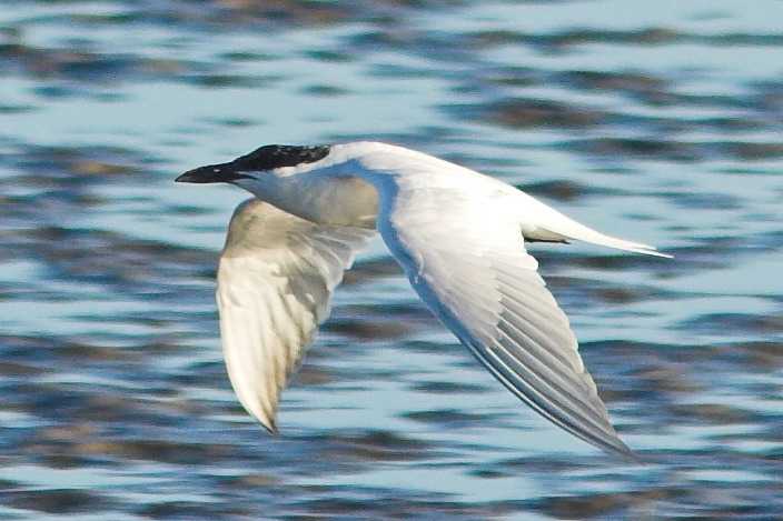 Алеутская крачка - aleutian tern