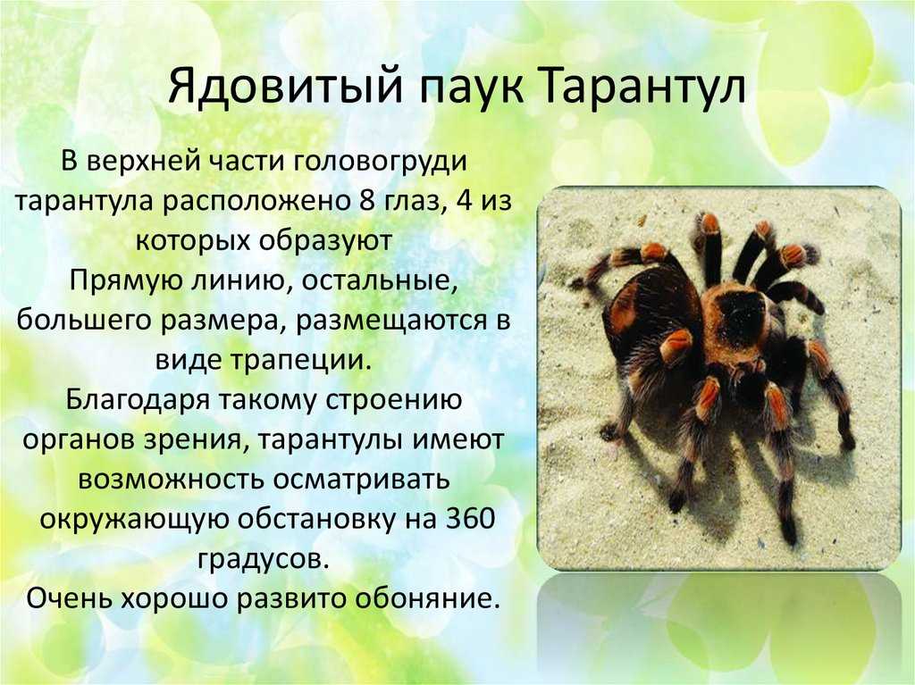 Граммостола розея (grammostola rosea)