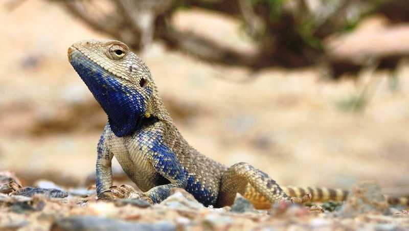 Степная агама (trapelus sanguinolentus). агама кавказская: описание и место обитания чем питается кавказская агама