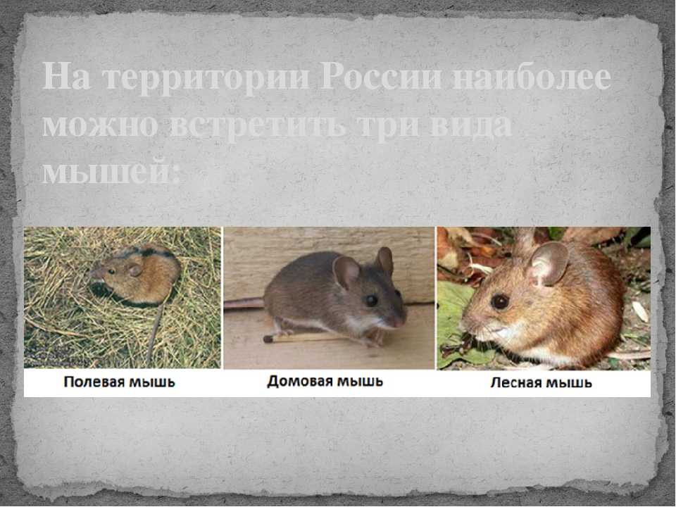 Мышь с полоской на спине как называется