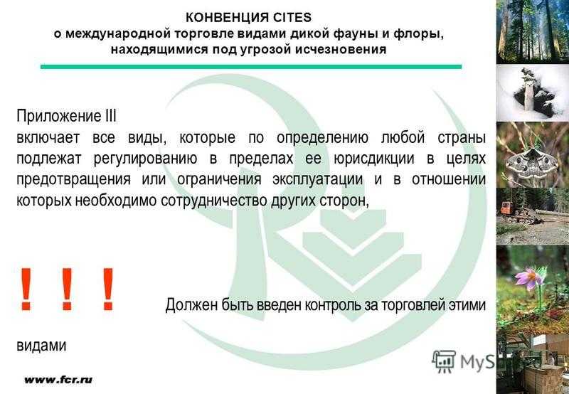 Черепаха - виды, питание, уход и содержание, сколько живет, фото
