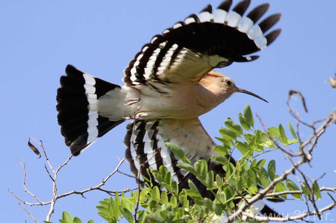 Отряд ракшеобразные (coraciiformes)