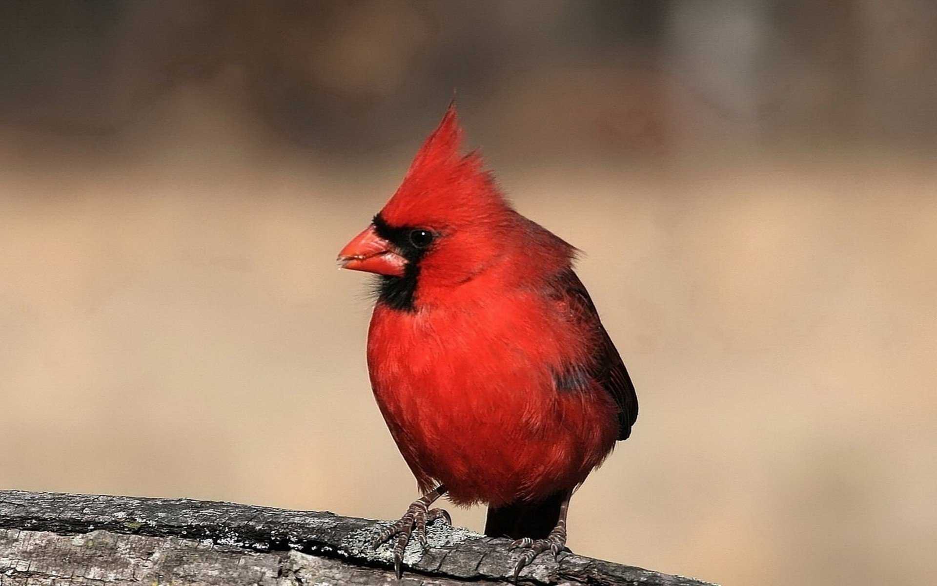 Про красную птицу