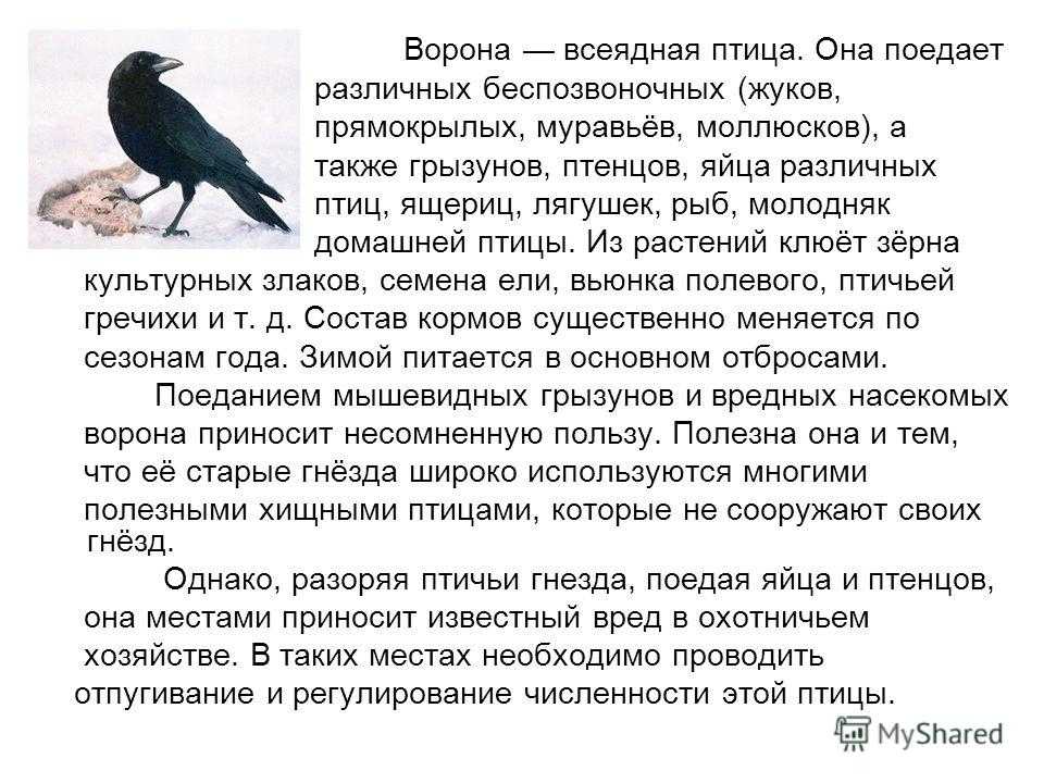 Какая птица не относится семейству вороновых. привет студент
