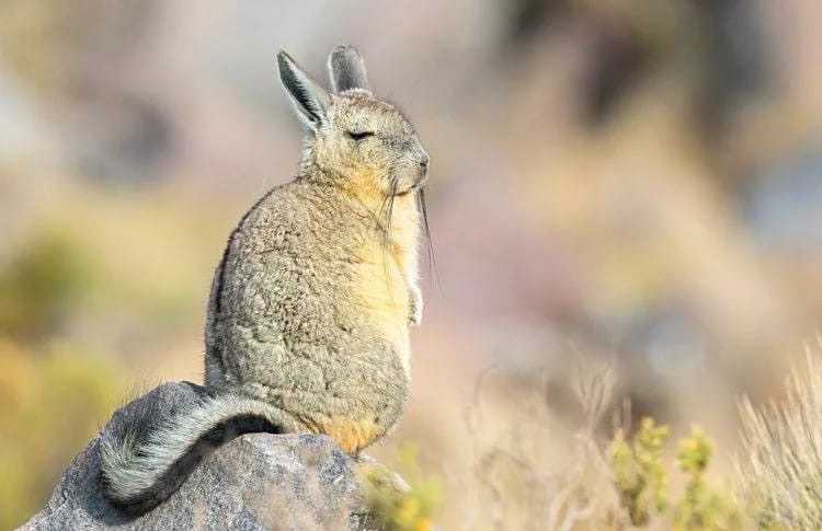 Равнина viscacha rat - википедия