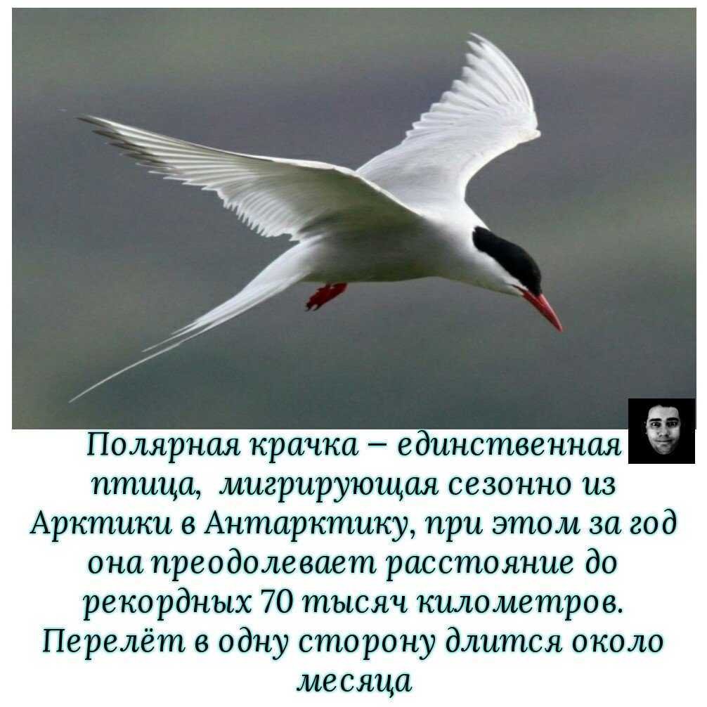 Малая крачка: распространение, численность, охрана.