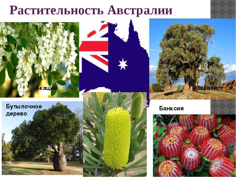 Растения австралии: список, виды, названия, описание и фото