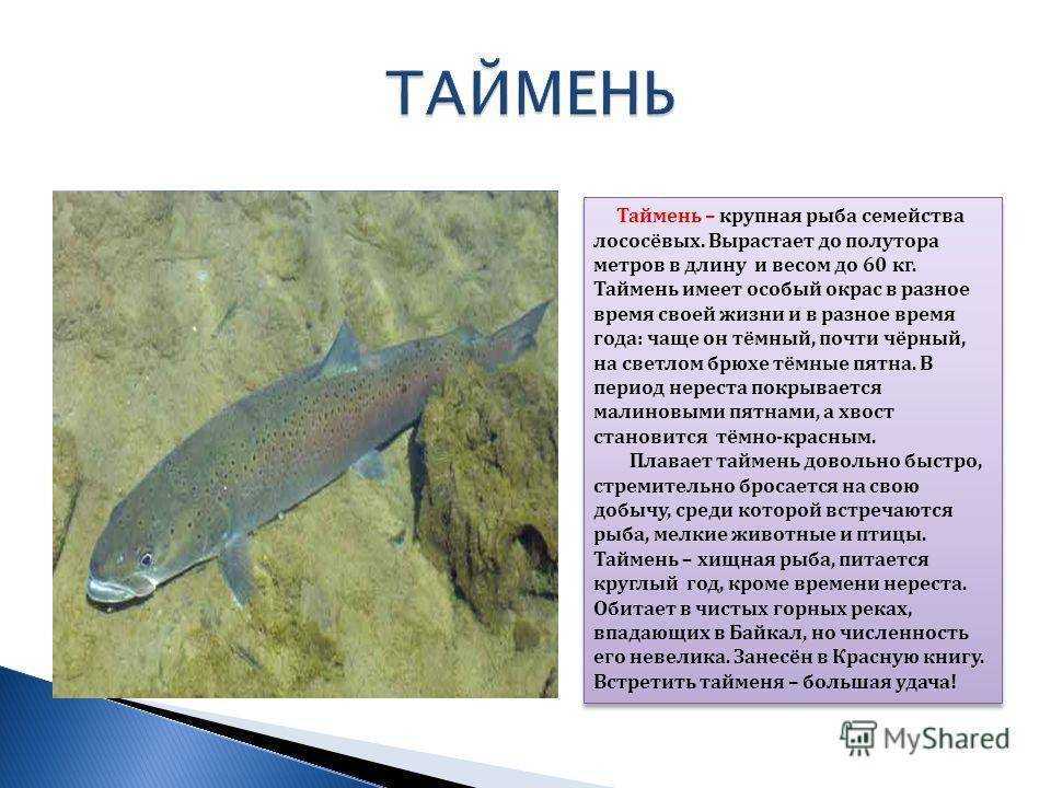 Обыкновенный таймень: описание, характеристики и интересные факты