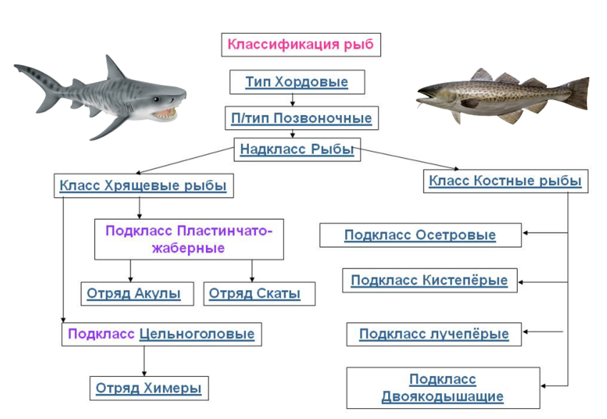 Примеры группы рыбы. Систематика костных рыб таблица. Систематика класса костные рыбы. Систематика рыб схема 7 класс. Типы рыб костные и хрящевые.