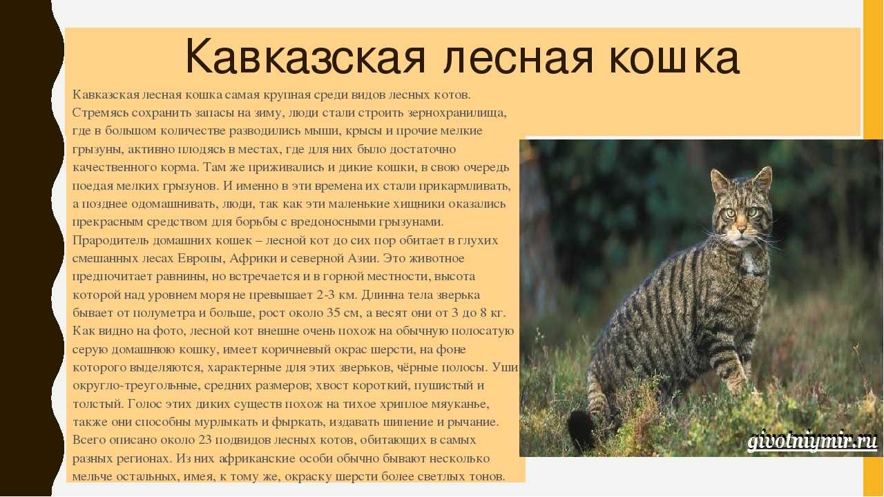 Европейский дикий лесной кот: описание характера и внешности степной кошки, фото дальневосточного питомца, уход и содержание