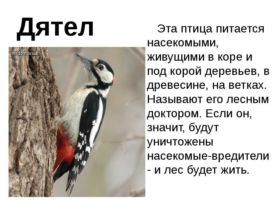 Седой зеленый дятел | мир животных и растений