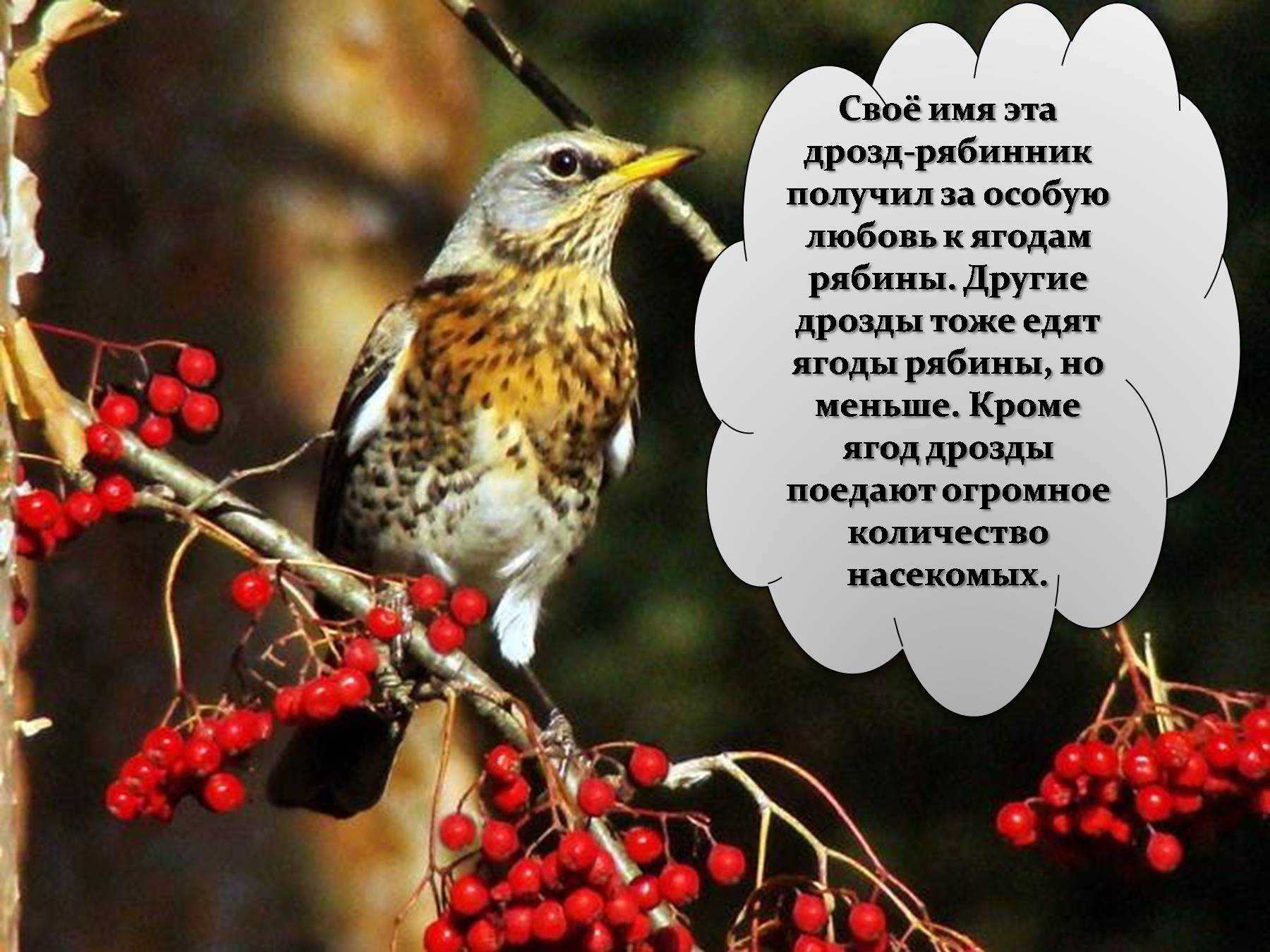 Рыжий дрозд – turdus naumanni (temminck, 1820)