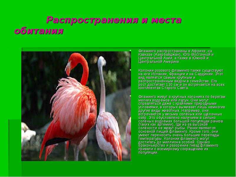 Панголины