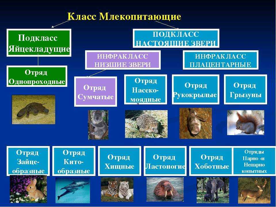 Скачать бесплатно анна корнеева - мария дюричкова. невеста и петух в mp3 - 982433199