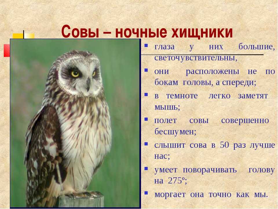 ᐉ падальщики животные, кто питается падалью? - zoomanji.ru