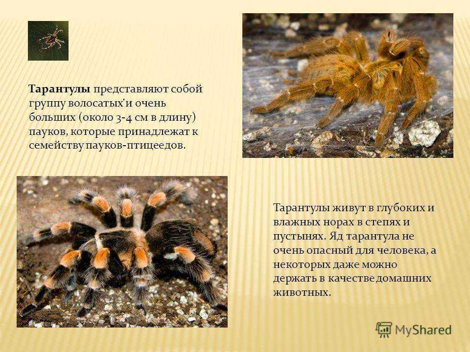 Паук-птицеед голиаф, описание вида, содержание