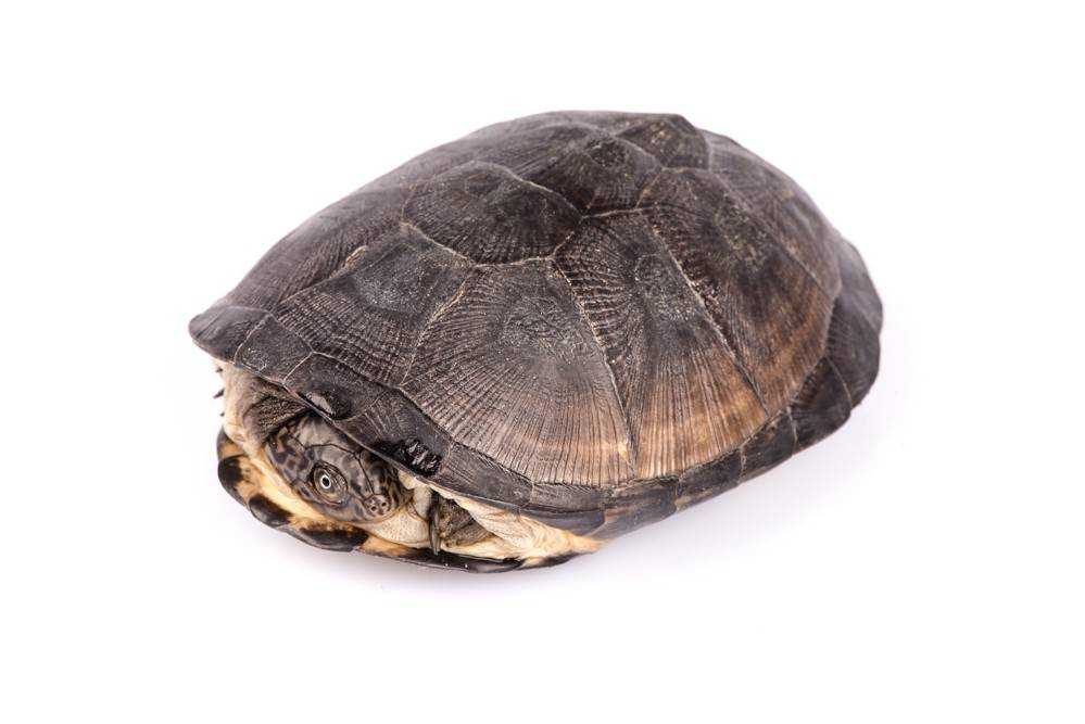 African helmeted turtle (pelomedusa subrufa) | encyclo fish