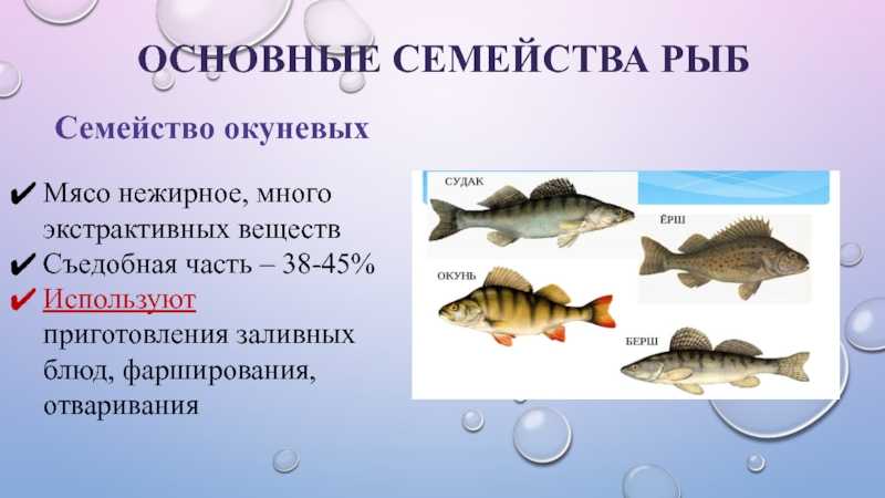 Отряд окунеобразные(perciformes)