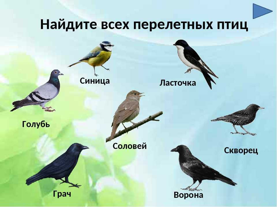 Сильвиоидея - gaz.wiki