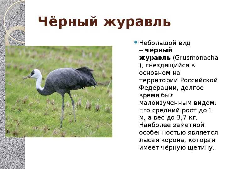 Белый журавль (стерх): описание, где обитает и интересные факты