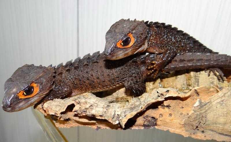 Синеязыкий сцинк (tiliqua scincoides)