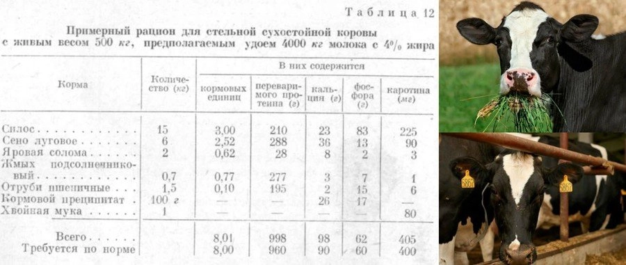 Крупный рогатый скот (крс): характеристика коров, типы продуктивности - молочные, мясные, универсальные; породы и содержание, разведение и уход